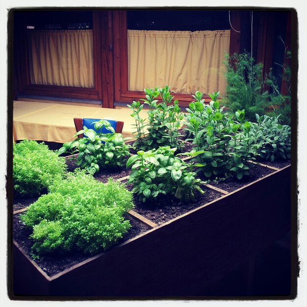 Potted plants on the wall