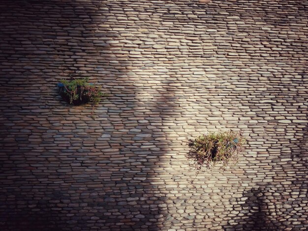 Photo potted plants on wall