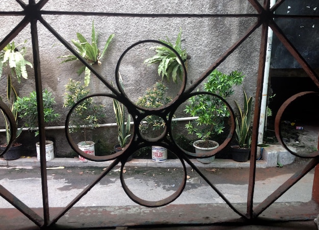 Photo potted plants on the wall