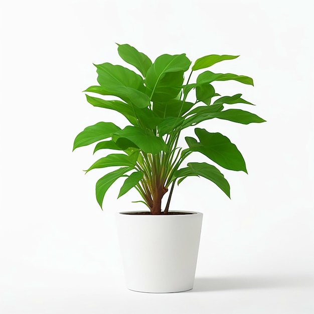 potted plants white background High quality photo