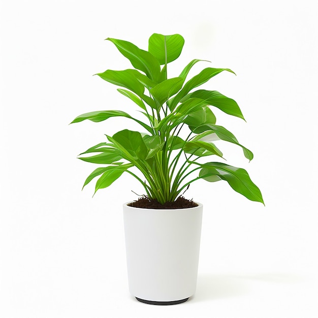 potted plants white background High quality photo