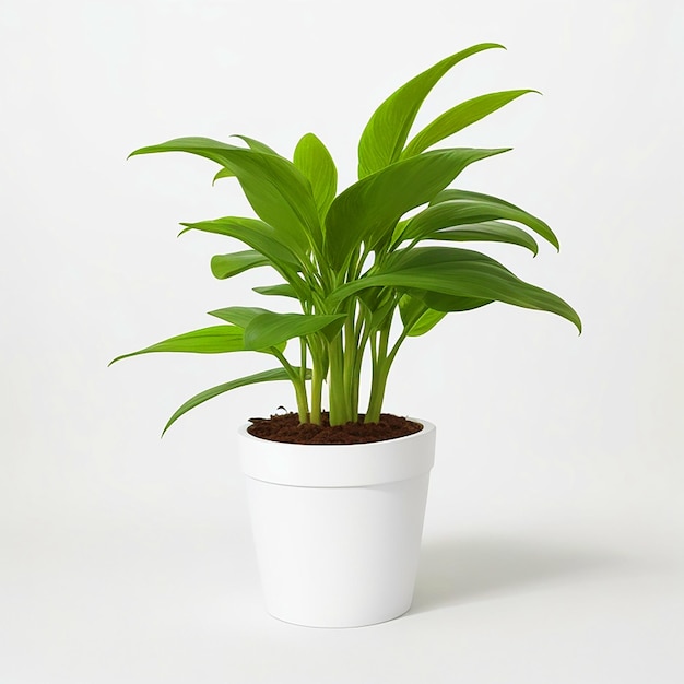 potted plants white background High quality photo