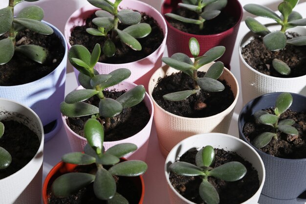 potted plants on a white background