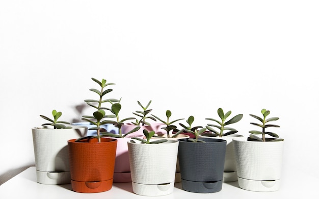 potted plants on a white background