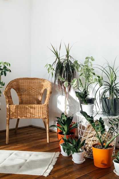 potted plants on a white background