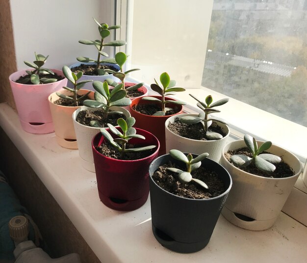 potted plants on a white background