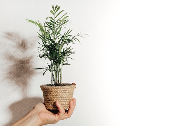 白い背景の鉢植えの植物