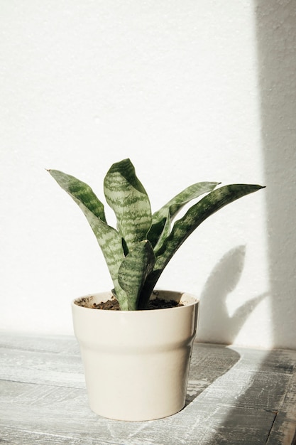 potted plants on a white background