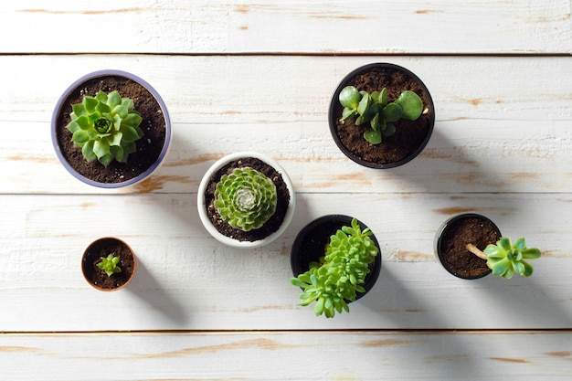 Potted plants on white wood