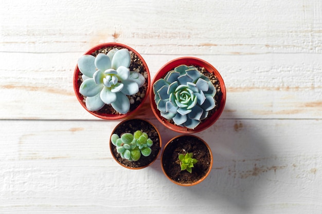 Potted plants on white wood