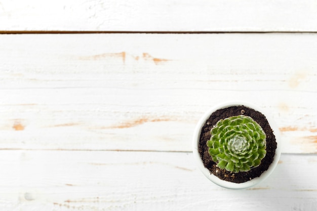 Potted plants on white wood