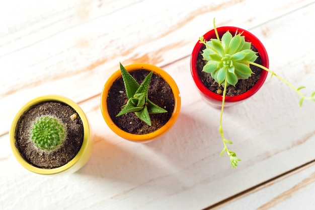 Potted plants on white wood