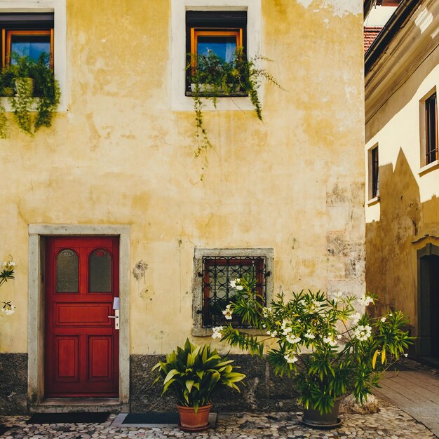 Photo potted plants on window of building