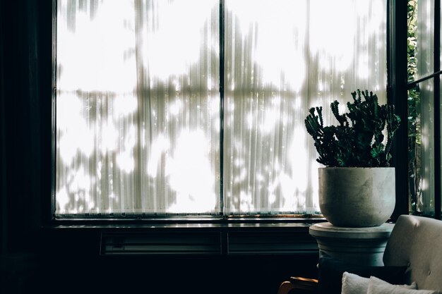 Potted plants on window sill at home