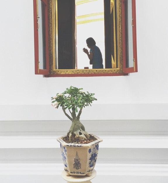 Photo potted plants on window sill