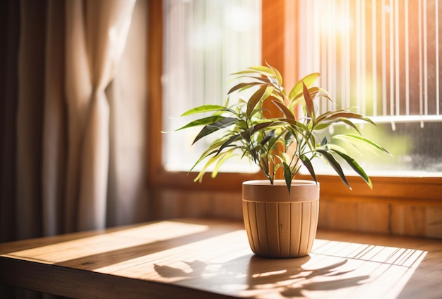 창문 앞 의 나무 테이블 에 있는  ⁇ 비 식물