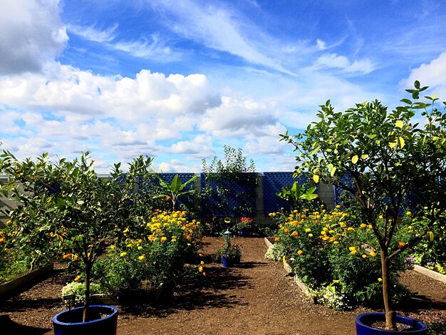 Foto piante in vaso in giardino contro un cielo nuvoloso