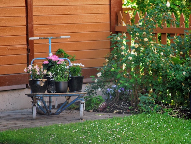 Photo potted plants in yard