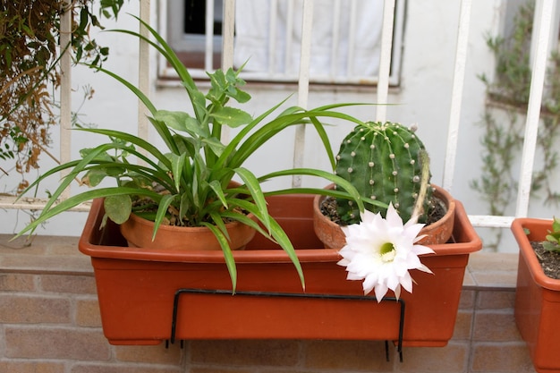 Foto piante in vaso in giardino