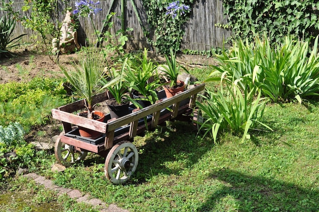 Photo potted plants in yard