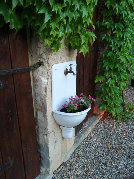 Potted plants in yard