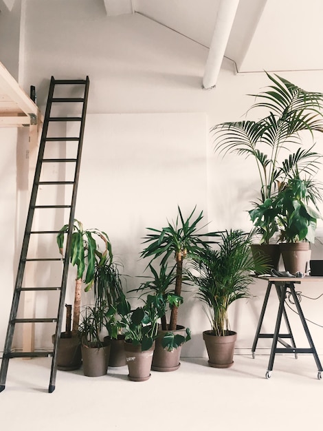 Photo potted plants