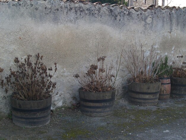 Photo potted plants