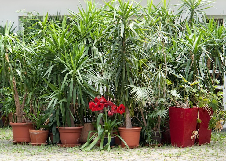 Photo potted plants