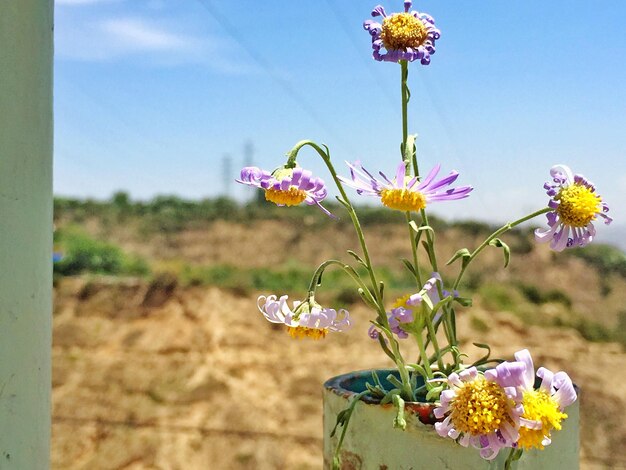 Photo potted purple flowers against blue sky