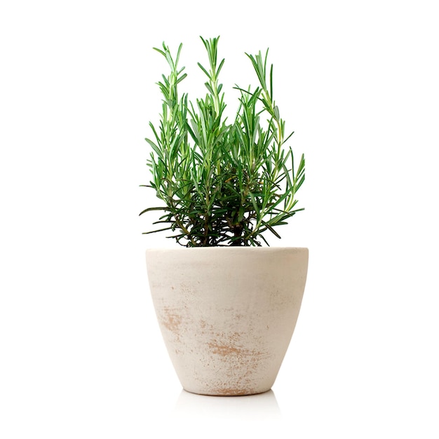 A potted rosemary plant is on a white surface