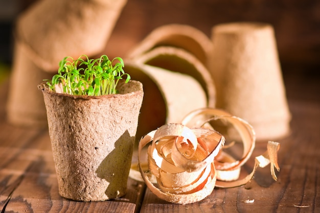 Potted seedlings growing in biodegradable peat moss