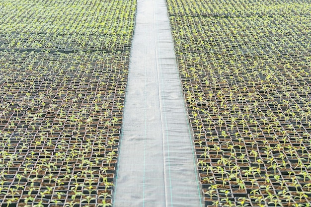 Photo potted seedlings growing in a plant nursery