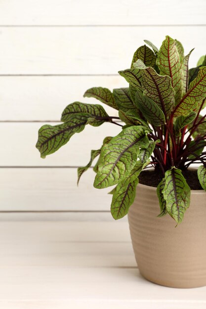 Photo potted sorrel plant on white wooden table