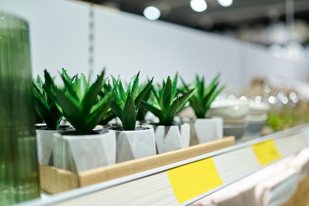 店の棚の選択的な焦点の鉢植えの多肉植物