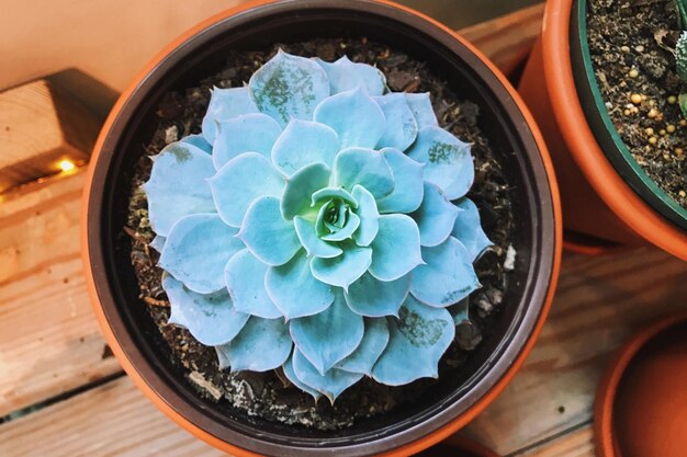 Potted succulent