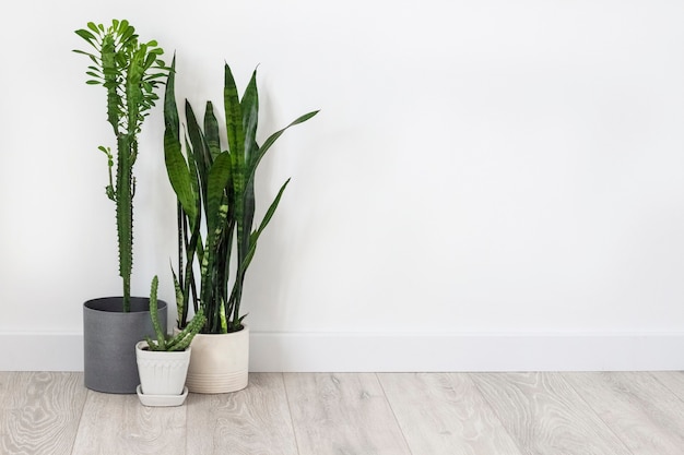 Суккуленты в горшках (Euphorbia trigona, Huernia и Sansevieria), оставаясь на полу на белом фоне стены. Копировать пространство