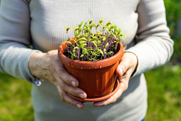 Photo potted tomatos seedling in womans hands