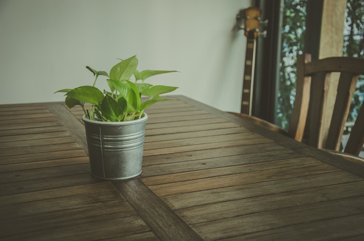 Photo 鉢植えの木
