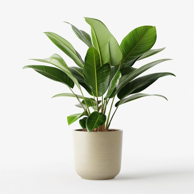 Potted tropical plant Palm Tree in pot Houseplant isolated on white background