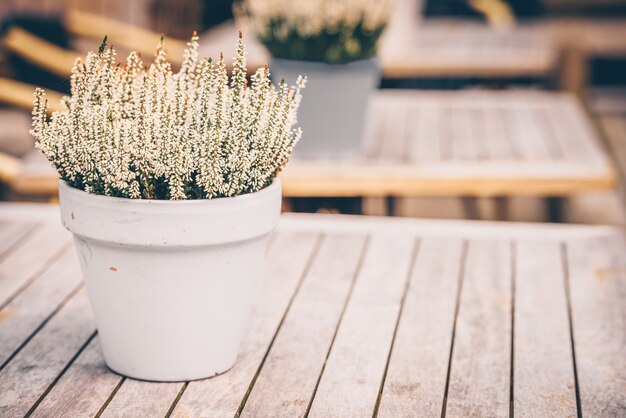 Potted white heather flowers outdoors