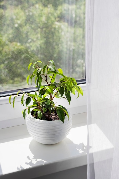 사진 화창한 날 방의 창턱에 화분에 심은 어린 피쿠스 벤자미나 식물