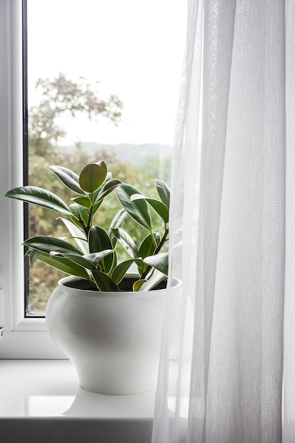 Potted young Ficus elastica plant on the windowsill in the room.