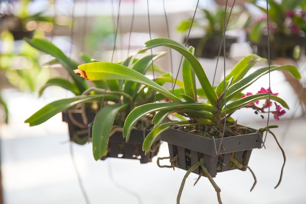 Potten en orchideeën