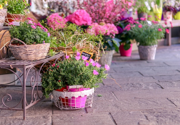 Potten met bloeiende roze bloemen te koop buiten bloemenwinkel.