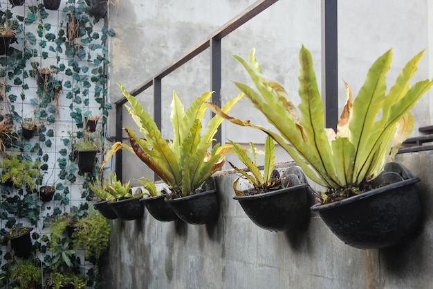 potten met groene planten en wijnstokken op de betonnen muur, decoratieve planten, exterieurontwerp, ga groen