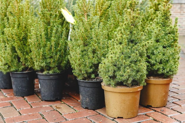 Foto potten met jonge naaldboom in een tuinmarkt, serre, tuincentrum.