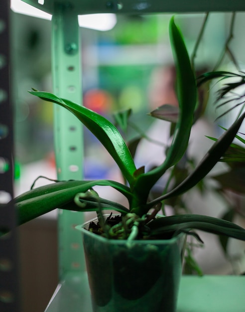 Potten met planten in biologie experiment laboratorium wetenschappelijk onderzoek plaats