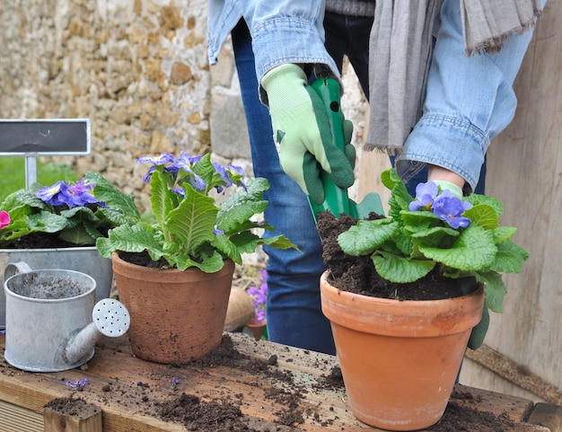 Fiori in vaso