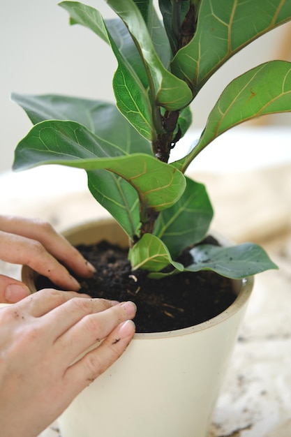 Potting home plant ficus lyrata. Close up. Home gardening. Plants are air purifiers.