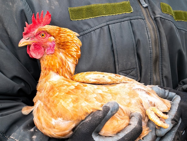 Poultry brown chicken sits on the hands of a man